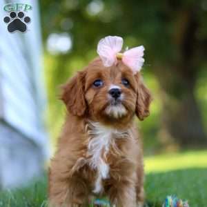 Darla, Cavapoo Puppy
